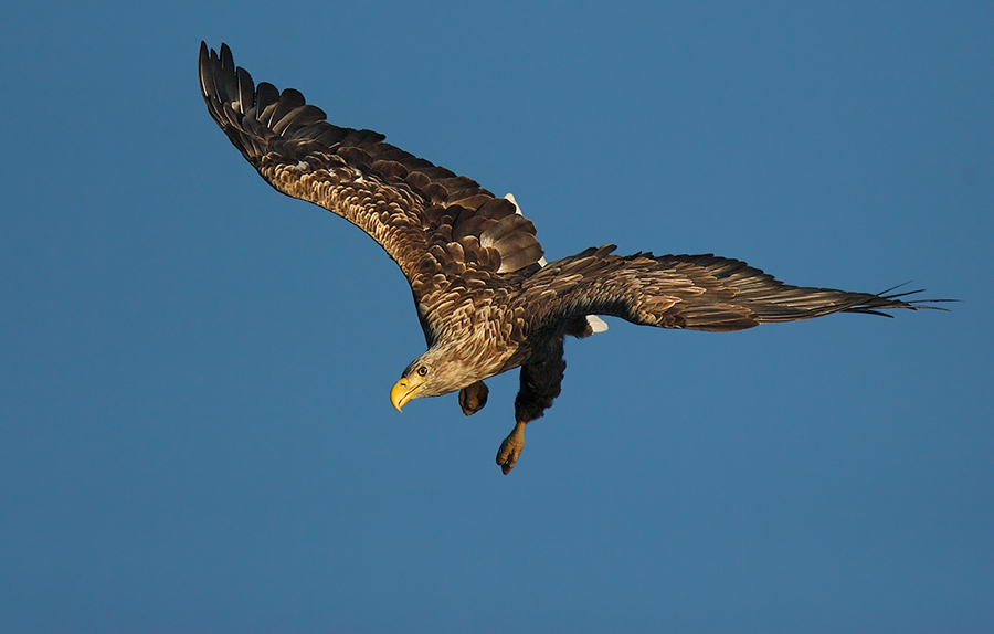 Seeadler im Anflug auf die Beute