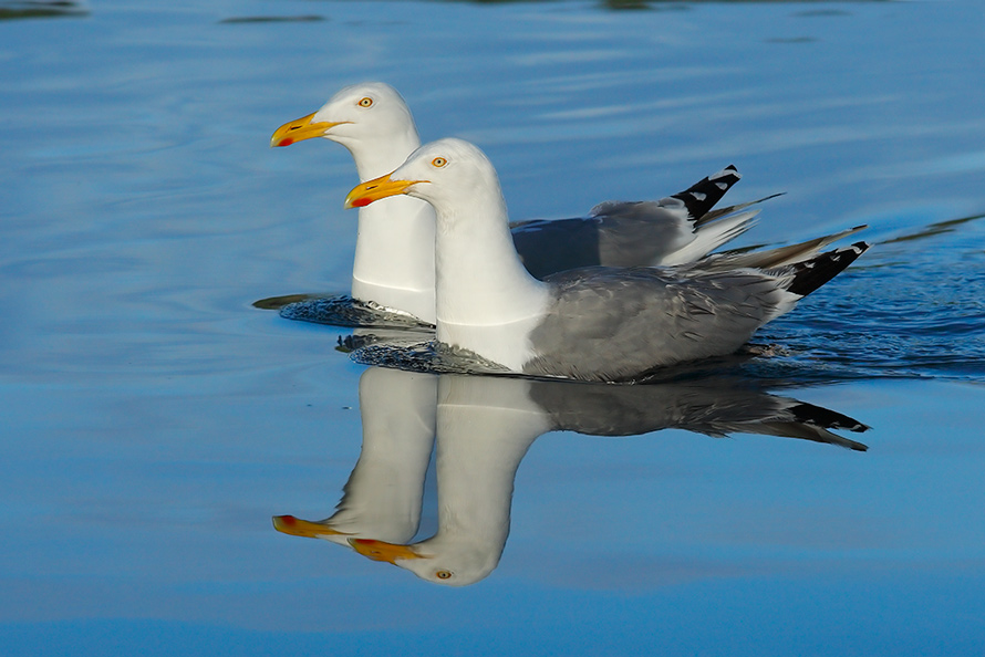 "Synchronschwimmen"