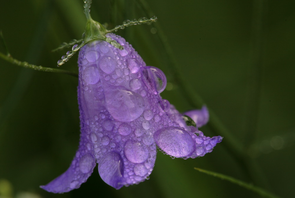 Glockenblume im Morgentau