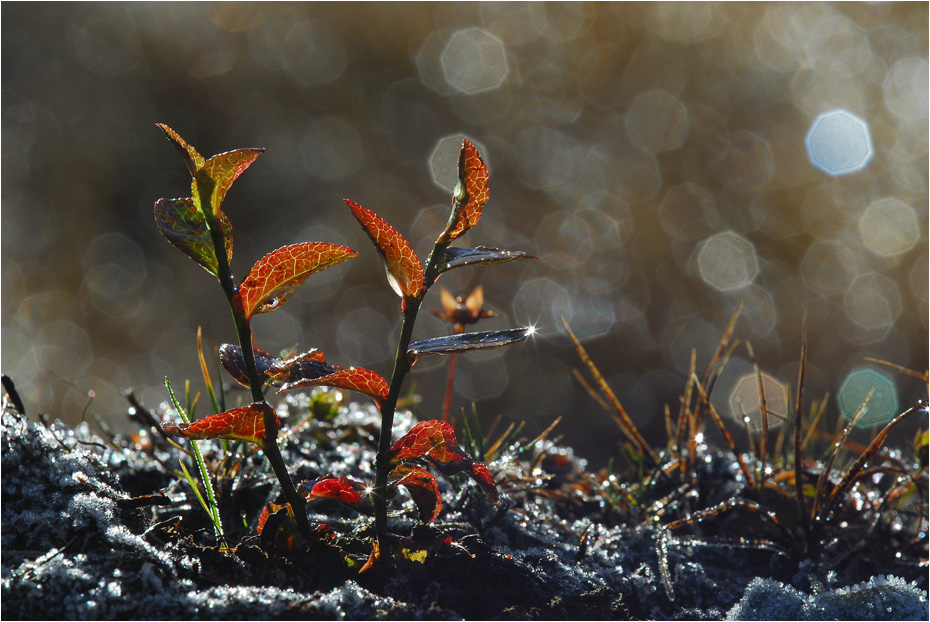 Herbstmorgen im Moor