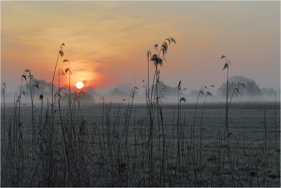 Nebel im Ried