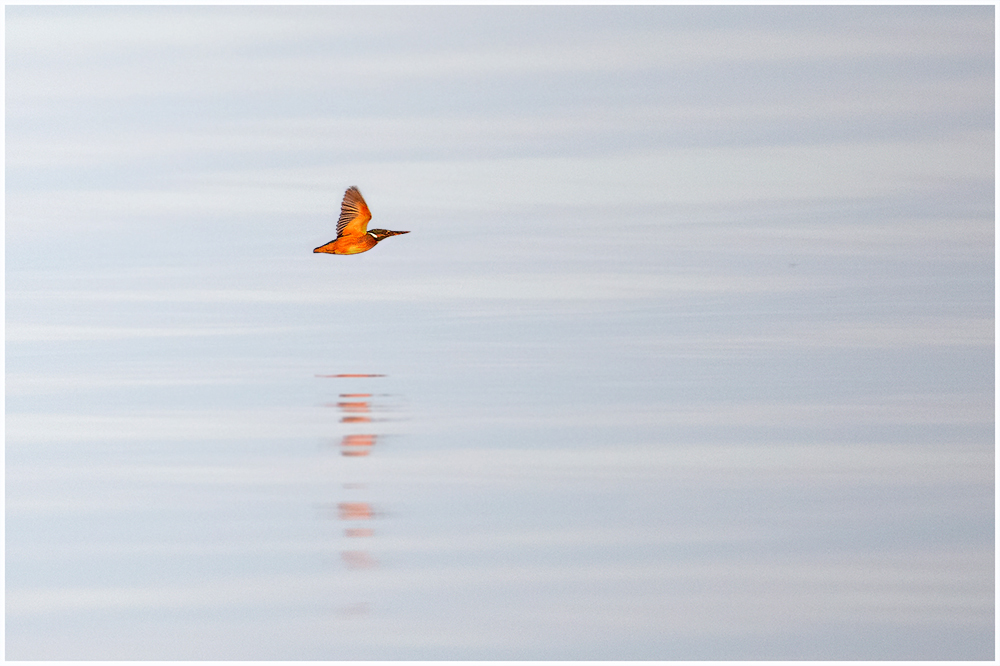 kingfisher....sunrise