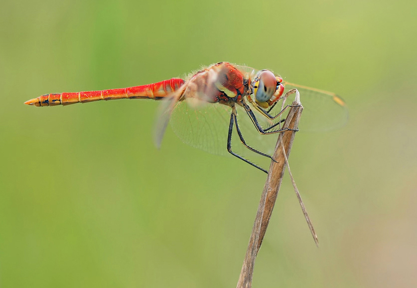 SYMPETRUM FONSCOLOMBII klassisch...