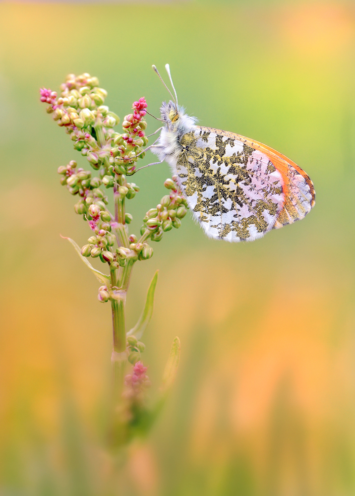 Antocharis cardamines