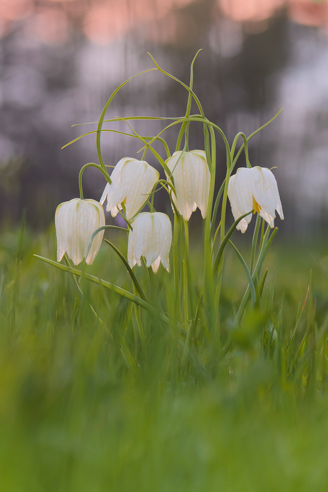 Weiße Schachblumen