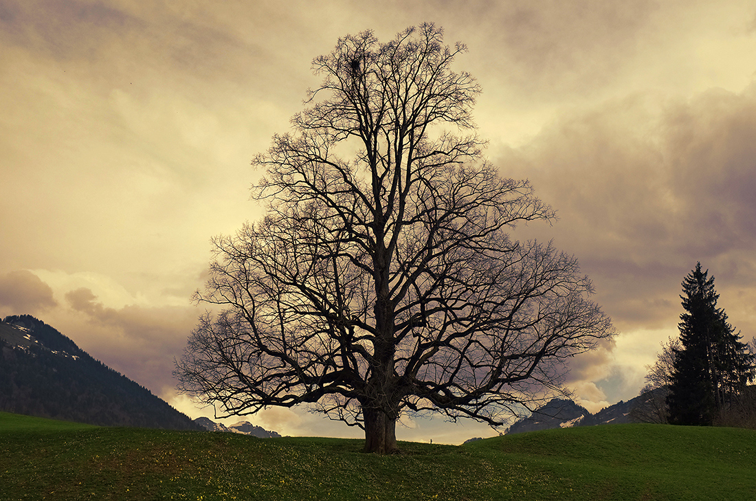 Der Lindenbaum