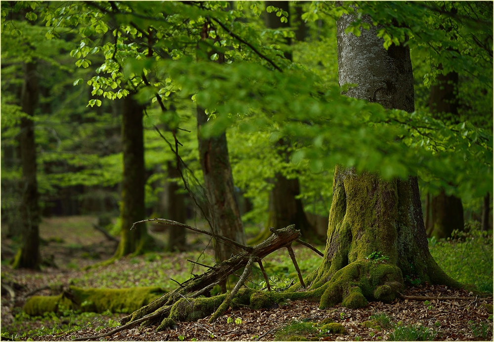 Waldstillleben