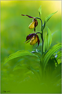 Cypripedium Calceolus