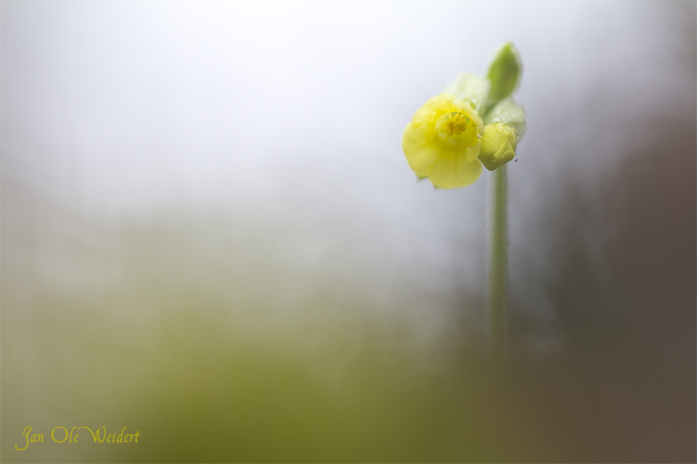 Schlüsselblume