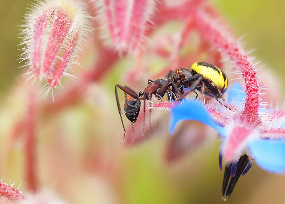 Südliche Glanz-Krabbenspinne (Synema globosum) mit Ameise