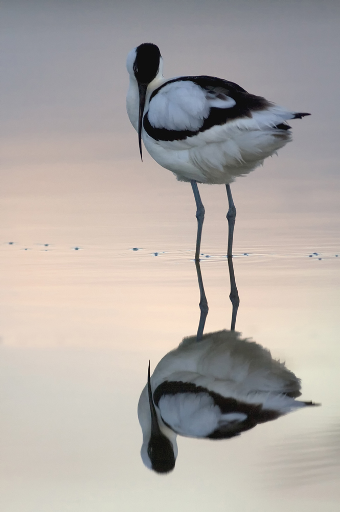 Noch ein Bild von Texel