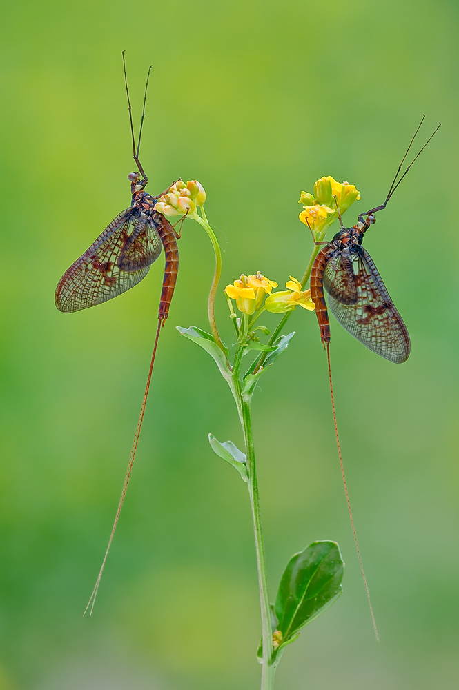 Eintagsfliegen