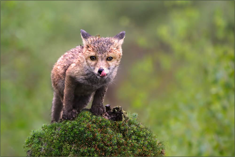 Kleiner Fuchs