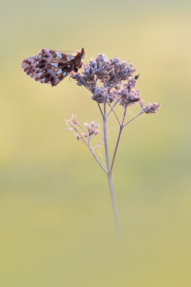 Magerrasen-Perlmutterfalter (Boloria dia)