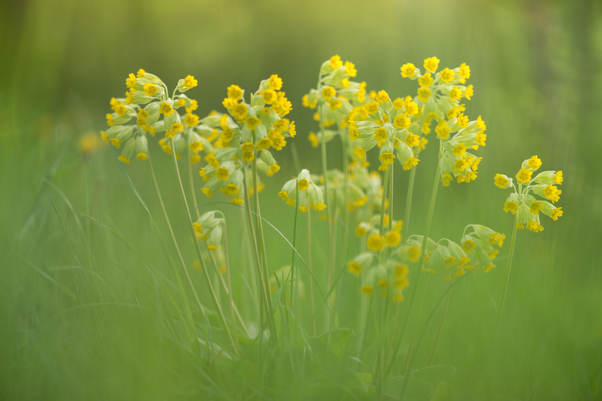 Schlüsselblumenwiese