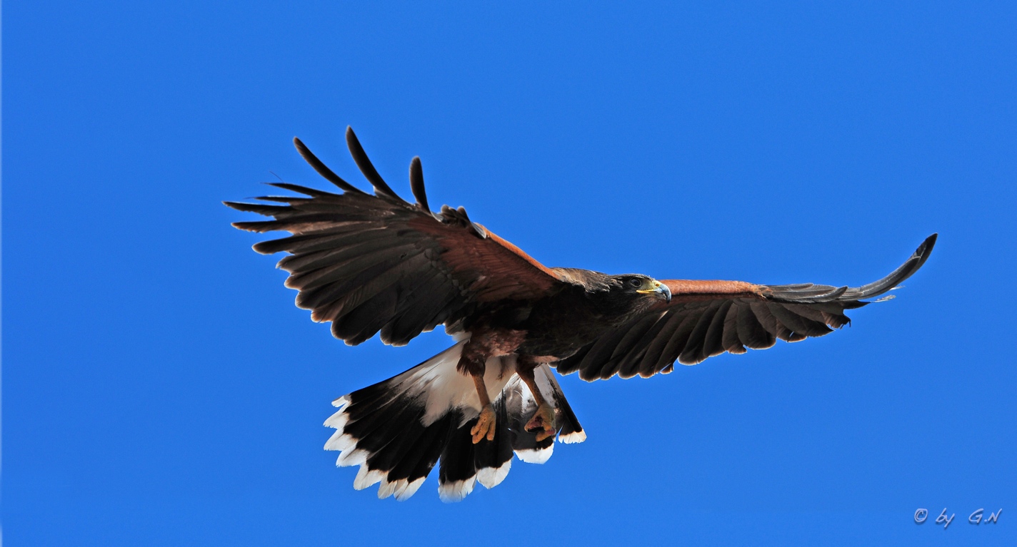 Wüstenadler , Harris Hawk (Forum für Naturfotografen)