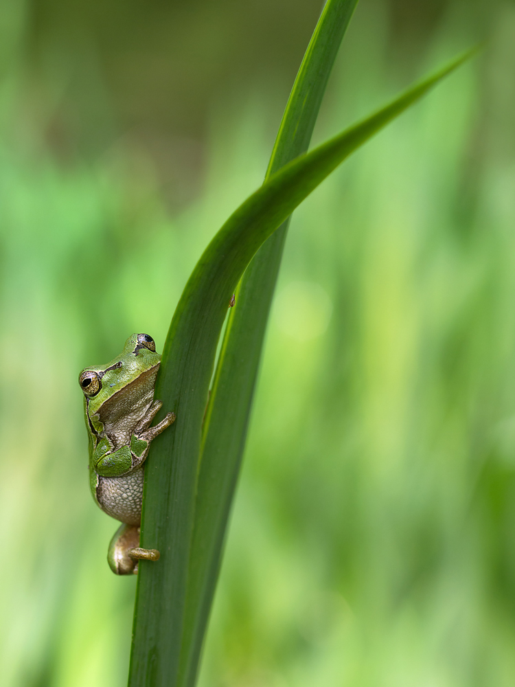MR. GREEN