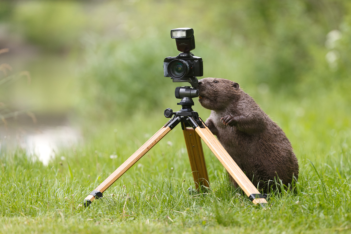 der-fotograf-forum-f-r-naturfotografen