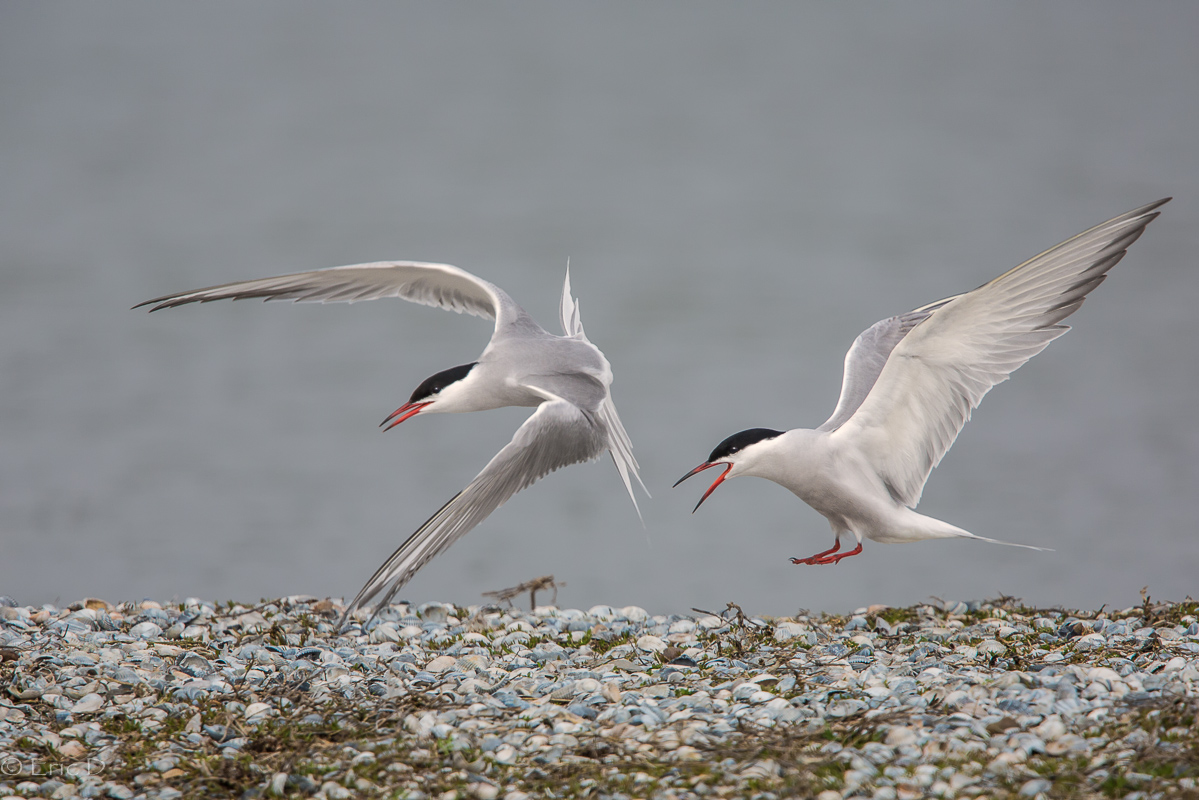 Disput unter Fluss-Seeschwalben