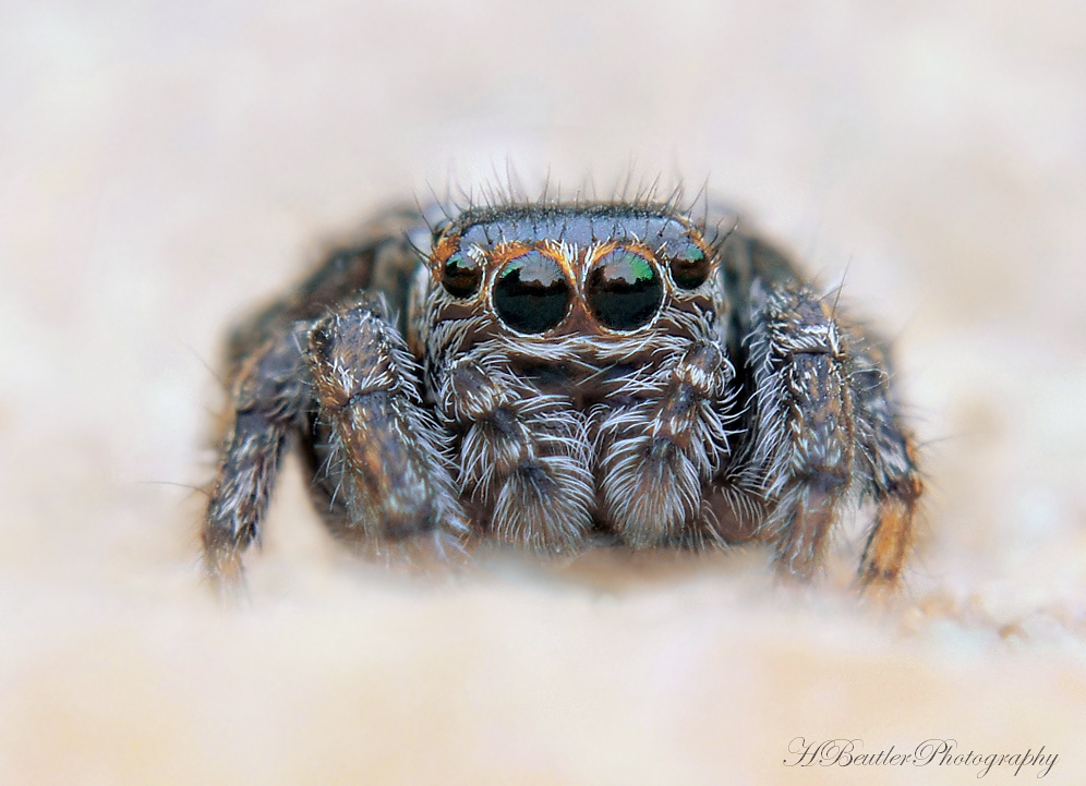 Evarcha falcata - female