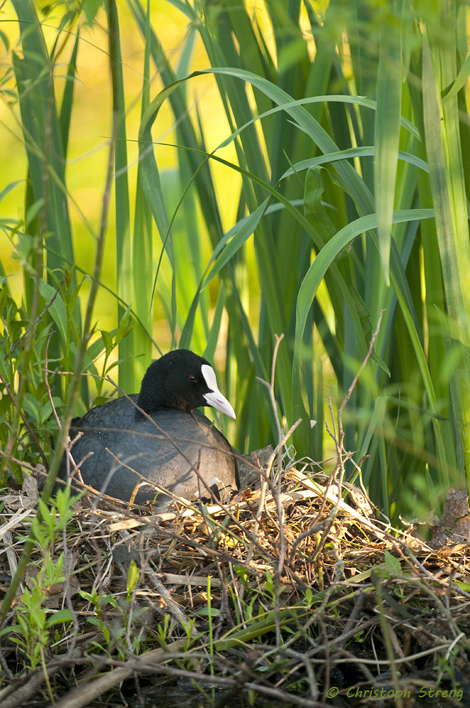 Blässhuhn (Fulica atra)