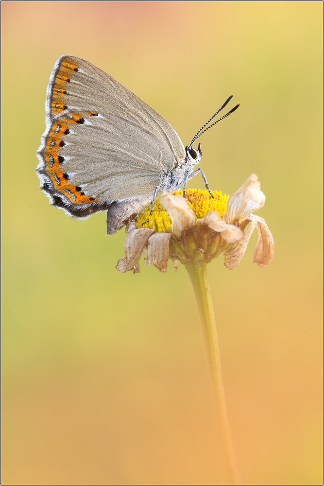 Spanischer Blauer Zipfelfalter