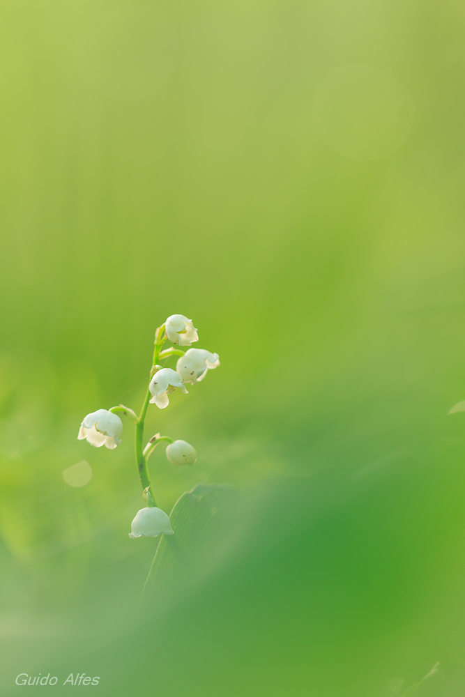 Convallaria majalis