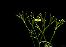 Licht