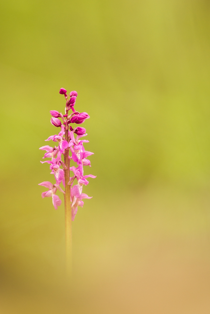 Minimal Orchis