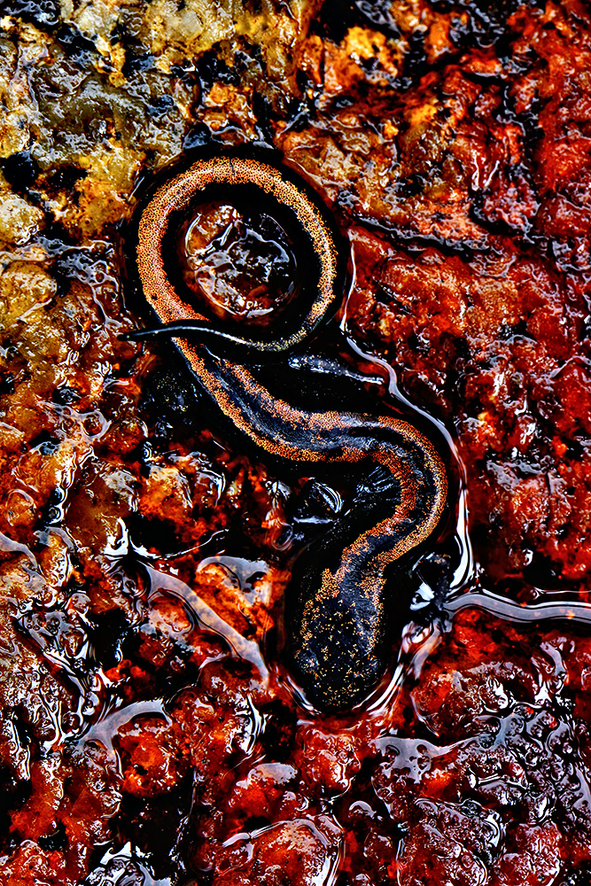 Chioglossa Lusitanica Goldstreifen-Salamander