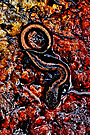 Chioglossa Lusitanica Goldstreifen-Salamander