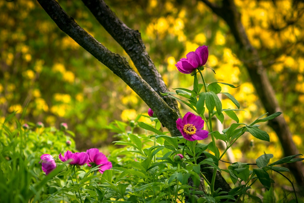 Gemeine Pfingstrose (Paeonia officinalis)