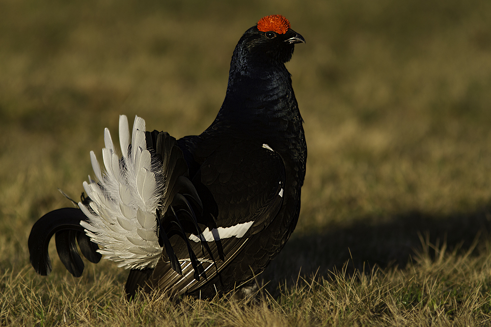 Birkhahn