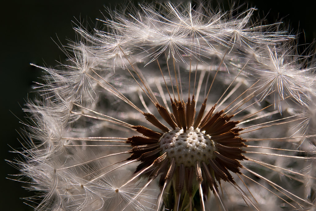 Pusteblume im Gegenlicht