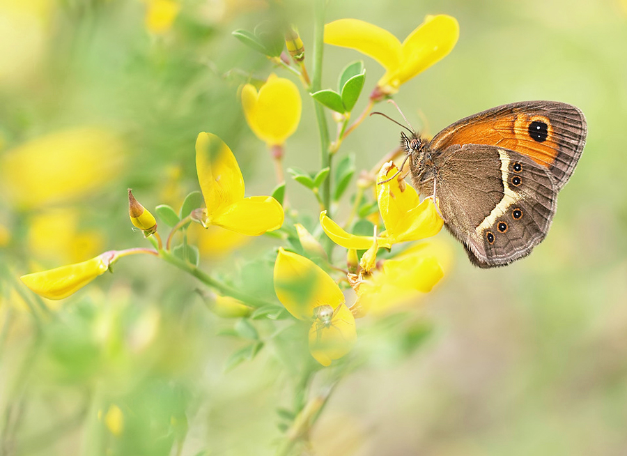 SPANISCHES OCHSENAUGE (Pyronia bathseba)