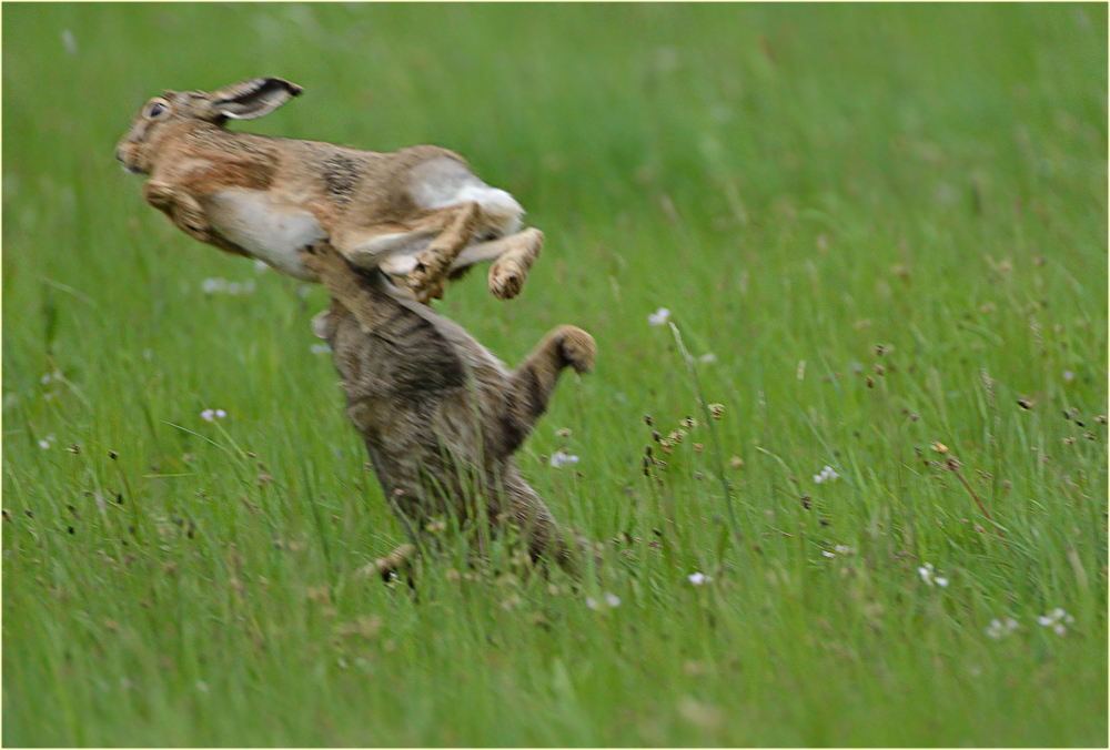 Der Zugriff! (Forum für Naturfotografen)