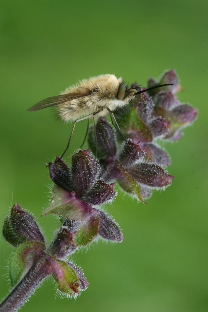 Wollschweber an geschlossenem Salvia pratensis - Blütenstand