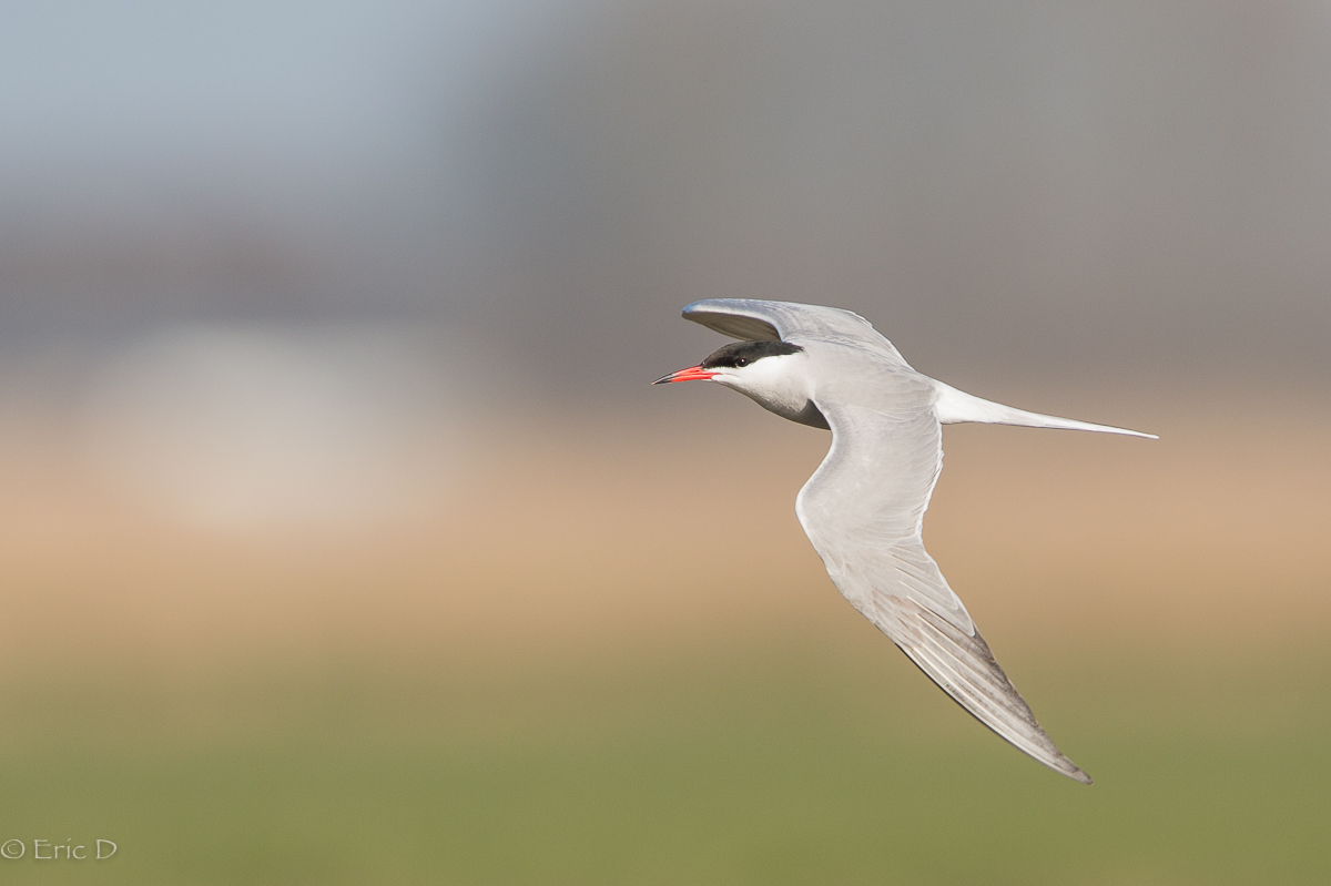 Farbiger Vorbeiflieger