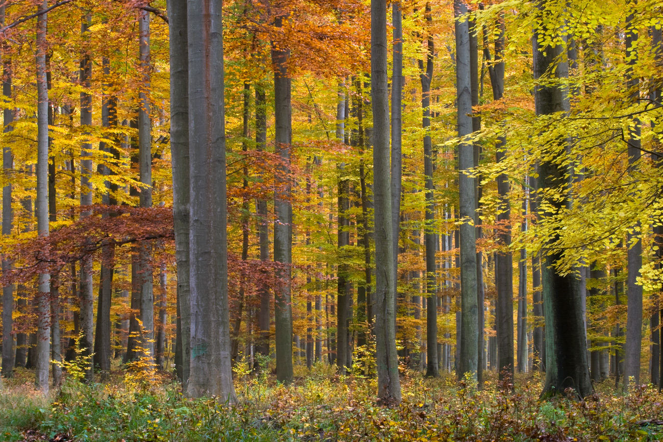 Herbstwald