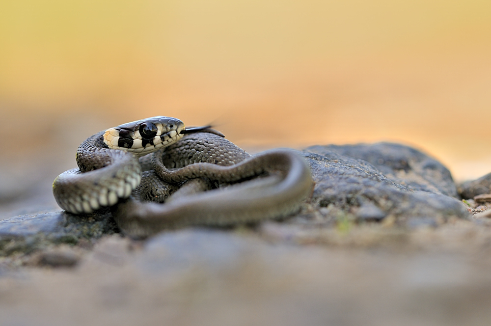 Natrix natrix