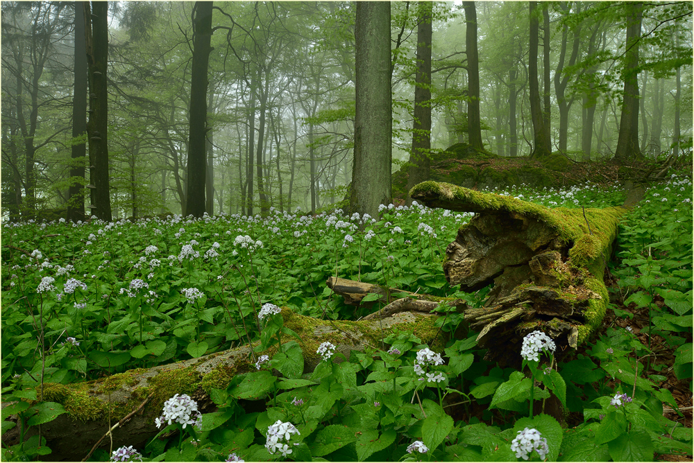 Im Wald der Mondviolen