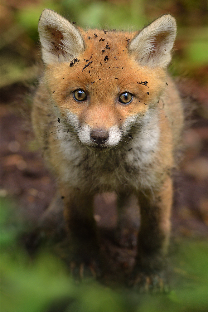 Klaschisses Portrait