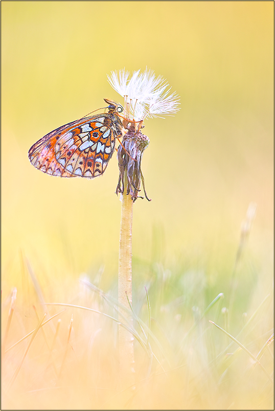 Schmetterling des Jahres 2013