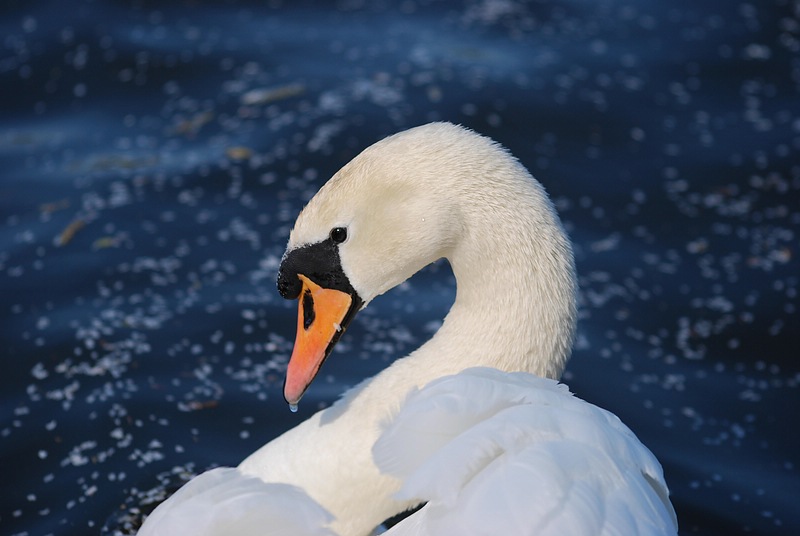 Höckerschwan