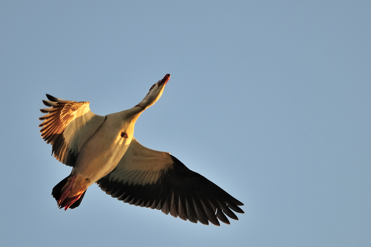 Nilgans früh am Morgen