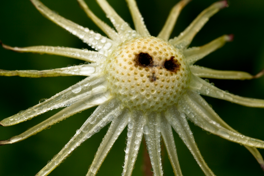 Reste einer Pusteblume *smile*