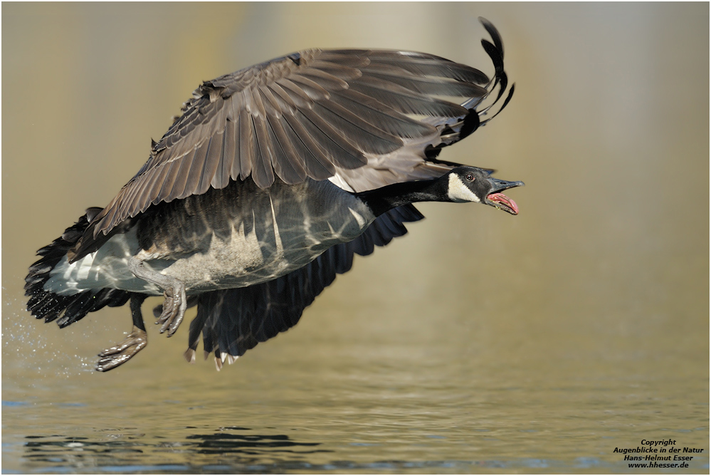 Kanadagans (Branta canadensis)