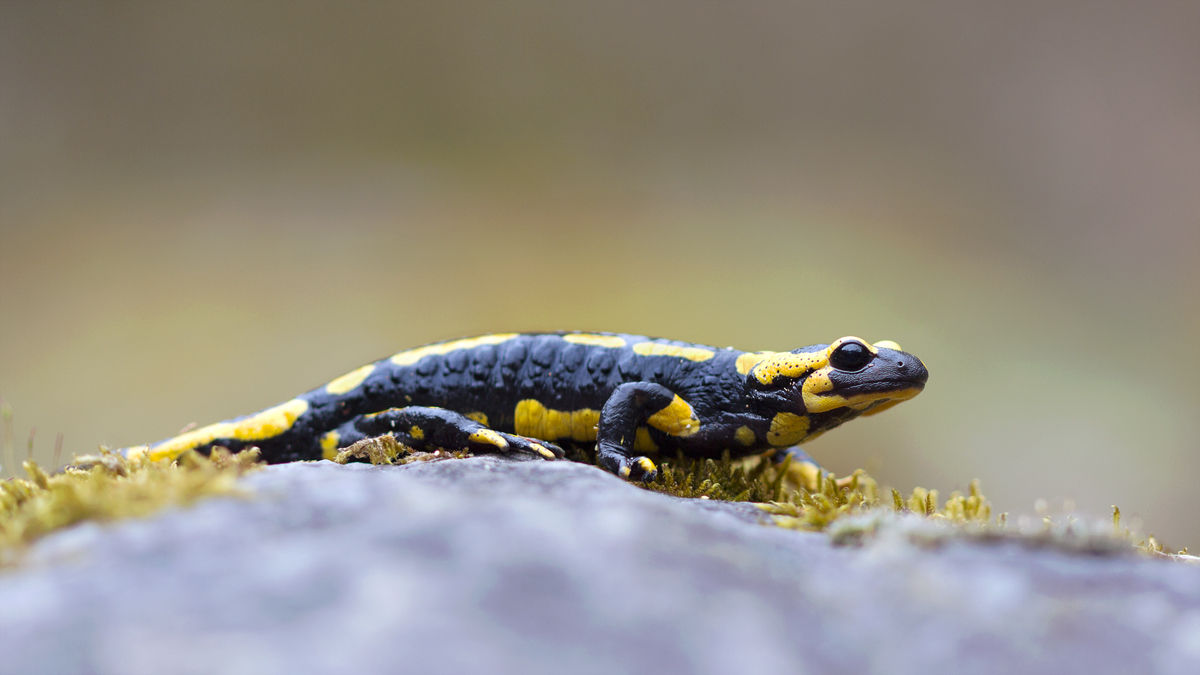 Feuersalamander