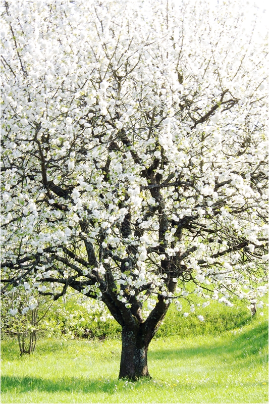 so schön war der Frühling mal....