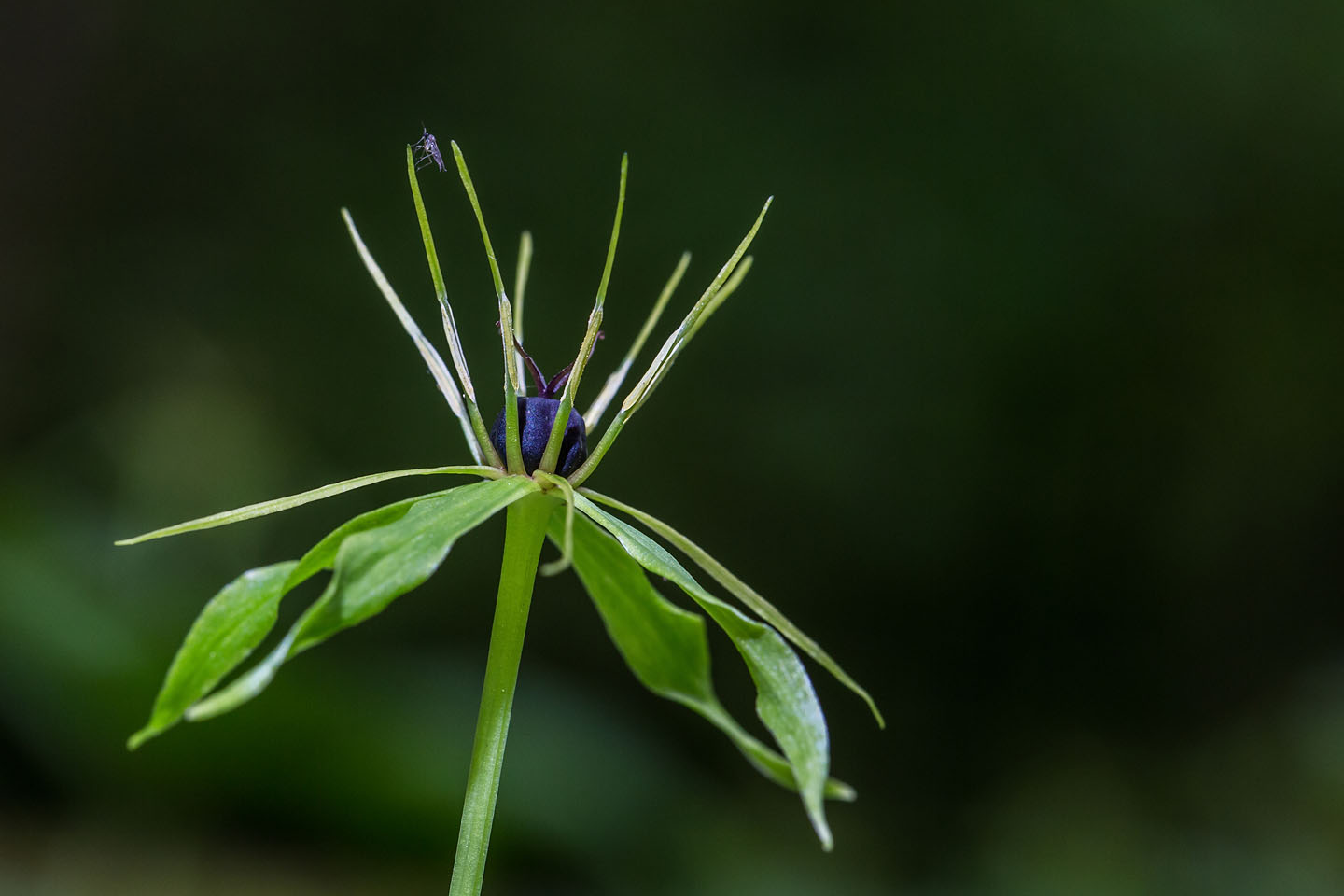 Paris quadrifolia, die Einbeere mit winzigem Besucher